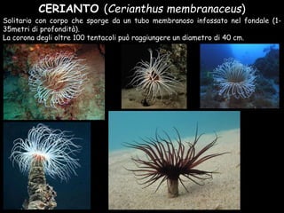 CERIANTO (Cerianthus membranaceus)
Solitario con corpo che sporge da un tubo membranoso infossato nel fondale (1-
35metri di profondità).
La corona degli oltre 100 tentacoli può raggiungere un diametro di 40 cm.
 