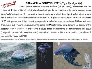 Viene spesso confusa con una medusa (15 cm circa), nonostante sia una
colonia di 4 diversi tipi di polipi interdipendenti per la sopravvivenza. La parte emersa serve
come “vela” e i suoi sottili tentacoli urticanti contengono più di dieci tipi di veleni di cui ancora
non si conoscono gli antidoti (mediamente lunghi 20 m possono raggiungere anche la lunghezza
di 50 m!); provocano dolori atroci, con paralisi e talvolta arresto cardiaco. Diffusa nei mari
tropicali si può trovare occasionalmente anche nel Mediterraneo dove sempre più spesso entra
passando per lo stretto di Gibilterra a causa forse dell’aumento di temperatura dell’acqua
(“tropicalizzazione” del Mediterraneo) facendosi trovare a Malta e in Sicilia. Una donna è
morta in Sardegna nel 2010.
Da non confondere con la “Barchetta di S. Pietro” (Velella velella), ultimamente frequente nei nostri mari e poco urticante.
CARAVELLA PORTOGHESE (Physalia physalis)
 
