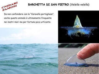 Da non confondere con la “Caravella portoghese”,
anche questo animale è ultimamente frequente
nei nostri mari ma per fortuna poco urticante.
BARCHETTA DI SAN PIETRO (Velella velella)
 