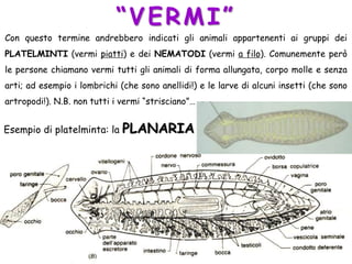“VERMI”
Con questo termine andrebbero indicati gli animali appartenenti ai gruppi dei
PLATELMINTI (vermi piatti) e dei NEMATODI (vermi a filo). Comunemente però
le persone chiamano vermi tutti gli animali di forma allungata, corpo molle e senza
arti; ad esempio i lombrichi (che sono anellidi!) e le larve di alcuni insetti (che sono
artropodi!). N.B. non tutti i vermi “strisciano”…
Esempio di platelminta: la PLANARIA
 