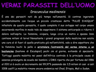VERMI PARASSITI DELL’UOMO
Dracunculus medinensis
È uno dei parassiti noti da più tempo nell’umanità. Si contrae ingerendo
accidentalmente con l’acqua un piccolo crostaceo detto “PULCE D’ACQUA”
infestato da questo parassita, il quale completa il suo sviluppo nel corpo umano
secernendo morfina in modo tale da sopprimere il sistema anticorpale e ridurre il
dolore nell’ospite. La femmina, vivipara, lunga circa un metro e spessa 1mm
contiene milioni di larve! Nonostante i grandi progressi della medicina non esiste
una cura al di fuori di quella praticata già nell’antichità, vale a dire aspettare che
la femmina buchi la pelle e arrotolare l’estremità del verme intorno a un
bastoncino (bastone di Esculapio!) pochi cm al giorno, evitando di spezzarlo.
Tutt’oggi questa malattia nei paesi dell’Africa centrale è la principale causa di
assenza prolungata da scuola dei bambini. L’OMS riporta che per fortuna dal 1986
al 2011 si è avuto un decremento del 99,97% passando dai 3,5 milioni di casi ai soli
1008 casi!!! La malattia rimane ancora endemica nel Chad, Etiopia, Mali e Sudan.
 