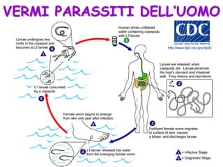 VERMI PARASSITI DELL’UOMO
 
