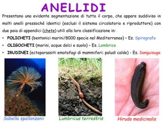 ANELLIDI
Presentano una evidente segmentazione di tutto il corpo, che appare suddiviso in
molti anelli pressoché identici (esclusi il sistema circolatorio e riproduttore) con
due paia di appendici (chete) utili alla loro classificazione in:
• POLICHETI (bentonici marini/8000 specie nel Mediterraneo) – Es. Spirografo
• OLIGOCHETI (marini, acque dolci e suolo) – Es. Lombrico
• IRUDINEI (ectoparassiti ematofagi di mammiferi; paludi calde) - Es. Sanguisuga
Hirudo medicinalisLumbricus terrestrisSabella spallanzanii
 