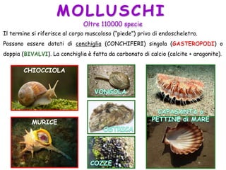 MOLLUSCHI
Il termine si riferisce al corpo muscoloso (“piede”) privo di endoscheletro.
Possono essere dotati di conchiglia (CONCHIFERI) singola (GASTEROPODI) o
doppia (BIVALVI). La conchiglia è fatta da carbonato di calcio (calcite + aragonite).
Oltre 110000 specie
CHIOCCIOLA
MURICE
 