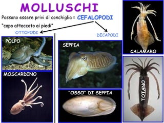 Possono essere privi di conchiglia =
“capo attaccato ai piedi”
POLPO
MOSCARDINO
SEPPIA
“OSSO” DI SEPPIA
CALAMARO
TOTANO
OTTOPODI
DECAPODI
MOLLUSCHI
CEFALOPODI
 