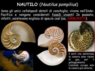 NAUTILO (Nautilus pompilius)
Sono gli unici cefalopodi dotati di conchiglia, vivono nell’Indo-
Pacifico e vengono considerati fossili viventi! In passato,
infatti, esistevano migliaia di specie così (es. AMMONITI)
I setti che delimitano
le camere sono ripieni
di gas, per il
galleggiamento.
L’animale occupa solo
la camera più esterna.
 