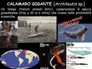 CALAMARO GIGANTE (Architeutis sp.)
Un tempo ritenuti animali mitici, comprendono 8 specie
grandissime (fino a 10 m e oltre) che vivono nelle profondità
oceaniche.
 