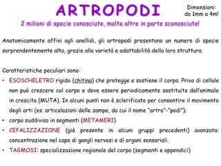 ARTROPODI
Anatomicamente affini agli anellidi, gli artropodi presentano un numero di specie
sorprendentemente alto, grazie alla varietà e adattabilità della loro struttura.
Caratteristiche peculiari sono:
• ESOSCHELETRO rigido (chitina) che protegge e sostiene il corpo. Privo di cellule
non può crescere col corpo e deve essere periodicamente sostituito dall’animale
in crescita (MUTA). In alcuni punti non è sclerificato per consentire il movimento
degli arti (es. articolazioni delle zampe, da cui il nome “artro”-”podi”);
• corpo suddiviso in segmenti (METAMERI)
• CEFALIZZAZIONE (già presente in alcuni gruppi precedenti) avanzata:
concentrazione nel capo di gangli nervosi e di organi sensoriali.
• TAGMOSI: specializzazione regionale del corpo (segmenti e appendici)
2 milioni di specie conosciute, molte altre in parte sconosciute!
Dimensioni:
da 1mm a 4m!
 