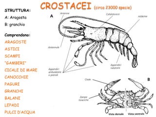STRUTTURA:
A: Aragosta
B: granchio
Comprendono:
ARAGOSTE
ASTICI
SCAMPI
“GAMBERI”
CICALE DI MARE
CANOCCHIE
PAGURI
GRANCHI
BALANI
LEPADI
PULCI D’ACQUA
CROSTACEI (circa 23000 specie)
 