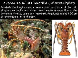 ARAGOSTA MEDITERRANEA (Palinurus elephas)
Possiede due lunghissime antenne e due corna frontali. La coda
si apre a ventaglio per permettere il nuoto in acque libere, che
avviene a ritroso, come per i gamberi. Raggiunge anche i 50 cm
di lunghezza e i 6 Kg di peso.
 