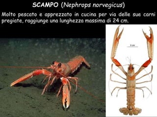SCAMPO (Nephrops norvegicus)
Molto pescato e apprezzato in cucina per via delle sue carni
pregiate, raggiunge una lunghezza massima di 24 cm.
 