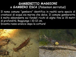 GAMBERETTO MAGGIORE
o GAMBERO ESCA (Palaemon serratus)
Il nome comune “gambero” identifica in realtà varie specie di
crostacei di acqua sia marina che dolce. Il comune gamberetto
è molto abbondante sui fondali ricchi di alghe fino ai 15 metri
di profondità. Raggiunge i 10-12 cm.
Diventa rosso-arancio dopo la cottura!
 