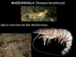 MAZZANCOLLA (Penaeus kerathurus)
Specie autoctona del Mar Mediterraneo.
 