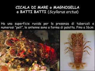 CICALA DI MARE o MAGNOSELLA
o BATTI BATTI (Scyllarus arctus)
Ha una superficie ruvida per la presenza di tubercoli e
numerosi “peli”, le antenne sono a forma di paletta. Fino a 16cm
 