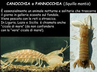 CANOCCHIA o PANNOCCHIA (Squilla mantis)
È essenzialmente un animale notturno e solitario che trascorre
il giorno in gallerie scavate sul fondale.
Viene pescata con le reti a strascico.
In Liguria, Lazio e Sicilia è chiamata anche
“cicala di mare” (da non confondere
con la “vera” cicala di mare!).
 