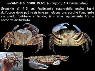 GRANCHIO CORRIDORE (Pachygrapsus marmoratus)
Granchio di 4-5 cm facilmente osservabile anche fuori
dall’acqua dove può resistere per alcune ore purché l’ambiente
sia umido. Solitario e timido, si rifugia rapidamente tra le
rocce se disturbato.
 