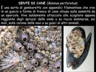 DENTE DI CANE (Balanus perforatus)
È una sorta di gamberetto con appendici filamentose che vive
in un guscio a forma di tronco di cono chiuso sulla sommità da
un opercolo. Vive saldamente attaccato alle scogliere appena
raggiunte dagli spruzzi delle onde o su rocce sommerse, sui
moli, sulle carene delle navi o su gusci di altri animali.
 