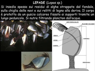 LEPADE (Lepas sp.)
Si insedia spesso sui residui di alghe strappate dal fondale,
sulla chiglia delle navi e sui relitti di legno alla deriva. Il corpo
è protetto da un guscio calcareo fissato ai supporti tramite un
lungo peduncolo. Si nutre filtrando plancton dall’acqua.
 
