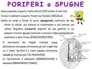 PORIFERI o SPUGNE
Sono organismi acquatici molto antichi (570 milioni di anni fa!)
Vivono in ambienti acquatici fissati sul fondale (SESSILI)
Hanno un corpo a forma di sacco (spongocele) costituito da due
strati di cellule: uno esterno di rivestimento e uno interno con
cellule flagellate (coanociti) separati da una gelatina in cui
possono trovarsi spicole (calcaree o silicee) o fibre proteiche per
sostenere e dare forma (ENDOSCHELETRO).
Il movimento dei flagelli richiama acqua
dall’esterno che passa attraverso gli osti o pori (da
cui il nome “poriferi”) e viene espulsa attraverso
l’osculo (si nutrono per FILTRAZIONE).
La riproduzione è asessuata (GEMMAZIONE) o
sessuata (ERMAFRODITISMO).
 