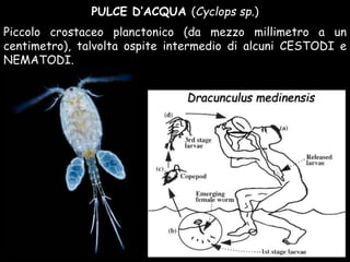 PULCE D’ACQUA (Cyclops sp.)
Piccolo crostaceo planctonico (da mezzo millimetro a un
centimetro), talvolta ospite intermedio di alcuni CESTODI e
NEMATODI.
Dracunculus medinensis
 