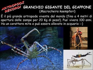 GRANCHIO GIGANTE DEL GIAPPONE
(Macrocheira kaempferi)
È il più grande artropode vivente del mondo (fino a 4 metri di
apertura delle zampe per 20 Kg di peso!). Puo’ vivere 100 anni.
Ha un carattere mite e può essere allevato in acquario :-)
 