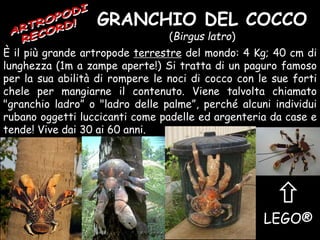 GRANCHIO DEL COCCO
(Birgus latro)
È il più grande artropode terrestre del mondo: 4 Kg; 40 cm di
lunghezza (1m a zampe aperte!) Si tratta di un paguro famoso
per la sua abilità di rompere le noci di cocco con le sue forti
chele per mangiarne il contenuto. Viene talvolta chiamato
"granchio ladro” o "ladro delle palme”, perché alcuni individui
rubano oggetti luccicanti come padelle ed argenteria da case e
tende! Vive dai 30 ai 60 anni.

LEGO®
 