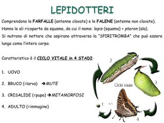 LEPIDOTTERI
Comprendono le FARFALLE (antenne clavate) e le FALENE (antenne non clavate).
Hanno le ali ricoperte da squame, da cui il nome: lepis (squama) + pteron (ala).
Si nutrono di nettare che aspirano attraverso la “SPIRITROMBA” che può essere
lunga come l’intero corpo.
Caratteristico è il CICLO VITALE in 4 STADI:
1. UOVO
2. BRUCO (=larva) MUTE
3. CRISALIDE (=pupa) METAMORFOSI
4. ADULTO (=immagine)
 