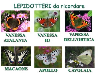 LEPIDOTTERI da ricordare
 