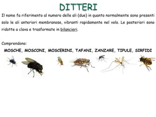 Il nome fa riferimento al numero delle ali (due) in quanto normalmente sono presenti
solo le ali anteriori membranose, vibranti rapidamente nel volo. Le posteriori sono
ridotte a clava e trasformate in bilancieri.
Comprendono:
MOSCHE, MOSCONI, MOSCERINI, TAFANI, ZANZARE, TIPULE, SIRFIDI
DITTERI
 