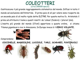 Costituiscono il più grande raggruppamento sistematico del mondo. Diffusi in tutto il
mondo ad esclusione dell’Antartide. Il primo paio di ali per volare sono ricoperte da
un secondo paio di ali molto rigide dette ELÌTRE. Per questo motivo fu Aristotele il
primo ad attribuire il nome a questi insetti: da ‘coleos’ (fodero) + ‘pteron’ (ala).
L’insetto più grande del mondo (17cm!) appartiene a questo ordine, si chiama
Titanus giganteus e vive in Amazzonia. In Europa invece è il CERVO VOLANTE.

Comprendono:
COCCINELLE, MAGGIOLINI, LUCCIOLE, TARLI, SCARABEI, PUNTERUOLI
COLEOTTERI
(circa 350000 specie)
 