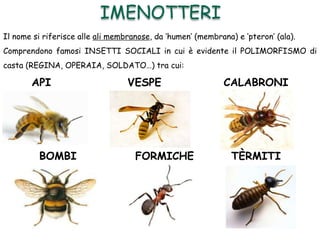Il nome si riferisce alle ali membranose, da ‘humen’ (membrana) e ‘pteron’ (ala).
Comprendono famosi INSETTI SOCIALI in cui è evidente il POLIMORFISMO di
casta (REGINA, OPERAIA, SOLDATO…) tra cui:
API VESPE CALABRONI
BOMBI FORMICHE TÈRMITI
IMENOTTERI
 
