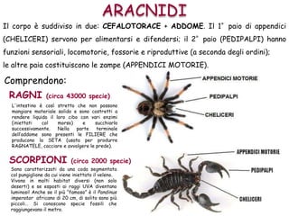 Il corpo è suddiviso in due: CEFALOTORACE + ADDOME. Il 1°paio di appendici
(CHELICERI) servono per alimentarsi e difendersi; il 2°paio (PEDIPALPI) hanno
funzioni sensoriali, locomotorie, fossorie e riproduttive (a seconda degli ordini);
le altre paia costituiscono le zampe (APPENDICI MOTORIE).
ARACNIDI
Comprendono:
RAGNI (circa 43000 specie)
SCORPIONI (circa 2000 specie)
L'intestino è così stretto che non possono
mangiare materiale solido e sono costretti a
rendere liquido il loro cibo con vari enzimi
(iniettati col morso) e succhiarlo
successivamente. Nella parte terminale
dell’addome sono presenti le FILIERE che
producono la SETA (usata per produrre
RAGNATELE, cacciare e avvolgere le prede).
Sono caratterizzati da una coda segmentata
col pungiglione da cui viene iniettato il veleno.
Vivono in molti habitat diversi (non solo
deserti) e se esposti ai raggi UVA diventano
luminosi! Anche se il più “famoso” è il Pandinus
imperator africano di 20 cm, di solito sono più
piccoli… Si conoscono specie fossili che
raggiungevano il metro.
 