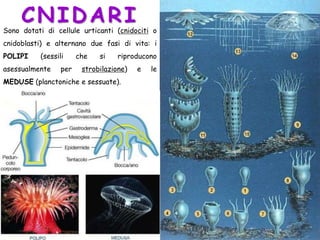 CNIDARI
Sono dotati di cellule urticanti (cnidociti o
cnidoblasti) e alternano due fasi di vita: i
POLIPI (sessili che si riproducono
asessualmente per strobilazione) e le
MEDUSE (planctoniche e sessuate).
 