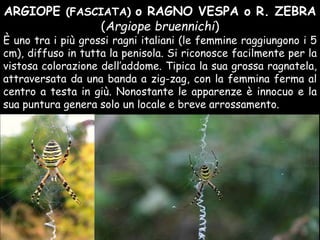 ARGIOPE (FASCIATA) o RAGNO VESPA o R. ZEBRA
(Argiope bruennichi)
È uno tra i più grossi ragni italiani (le femmine raggiungono i 5
cm), diffuso in tutta la penisola. Si riconosce facilmente per la
vistosa colorazione dell’addome. Tipica la sua grossa ragnatela,
attraversata da una banda a zig-zag, con la femmina ferma al
centro a testa in giù. Nonostante le apparenze è innocuo e la
sua puntura genera solo un locale e breve arrossamento.
 