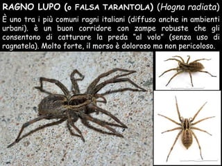 RAGNO LUPO (o FALSA TARANTOLA) (Hogna radiata)
È uno tra i più comuni ragni italiani (diffuso anche in ambienti
urbani). è un buon corridore con zampe robuste che gli
consentono di catturare la preda “al volo” (senza uso di
ragnatela). Molto forte, il morso è doloroso ma non pericoloso.
 