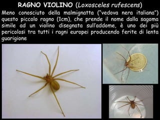 RAGNO VIOLINO (Loxosceles rufescens)
Meno conosciuto della malmignatta (“vedova nera italiana”)
questo piccolo ragno (1cm), che prende il nome dalla sagoma
simile ad un violino disegnata sull’addome, è uno dei più
pericolosi tra tutti i ragni europei producendo ferite di lenta
guarigione
 
