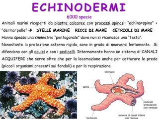 ECHINODERMI
Animali marini ricoperti da piastre calcaree con processi spinosi: “echino=spina” +
”derma=pelle”  STELLE MARINE RICCI DI MARE CETRIOLI DI MARE
Hanno spesso una simmetria “pentagonale” dove non si riconosce una “testa”.
Nonostante la protezione esterna rigida, sono in grado di muoversi lentamente. Si
difendono con gli aculei e con i pedicelli. Internamente hanno un sistema di CANALI
ACQUIFERI che serve oltre che per la locomozione anche per catturare le prede
(piccoli organismi presenti sui fondali) e per la respirazione.
6000 specie
 