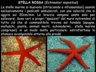 Le stelle marine si muovono (strisciando e infossandosi) usando
esclusivamente i pedicelli ambulacrali, con una velocità che si
aggira sui 20cm/min. Le braccia vengono usate solo per
sollevarsi. Sono veri e propri “spazzini” del mare nutrendosi di
tutto ciò che di commestibile trovino sul fondale (spugne,
molluschi, piante, animali morti, echinodermi… stelle marine
comprese!) in un modo molto particolare: estroflettono lo
stomaco avvolgendolo attorno alla preda!
STELLA ROSSA (Echinaster sepositus)
 
