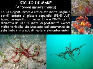 GIGLIO DI MARE
(Antedon mediterranea)
Le 10 eleganti braccia articolate molto lunghe e
sottili dotate di piccole appendici (PINNULE)
hanno un aspetto di piuma. Fino a 20-25 cm di
diametro da 10 a 80 metri di profondità. Colore
molto variabile. Se staccato delicatamente dal
substrato è in grado di nuotare elegantemente!
 