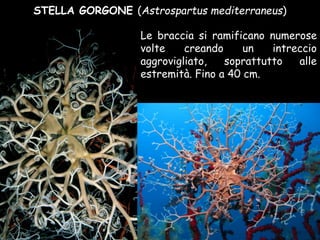 STELLA GORGONE (Astrospartus mediterraneus)
Le braccia si ramificano numerose
volte creando un intreccio
aggrovigliato, soprattutto alle
estremità. Fino a 40 cm.
 