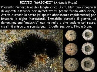 Presenta numerosi aculei lunghi circa 3 cm. Non può ricoprirsi
di oggetti estranei per mimetizzarsi (come fanno altri ricci).
Attivo durante la notte (si sposta abbastanza rapidamente) per
brucare le alghe incrostanti. Immobile durante il giorno. La
denominazione “maschio” non ha nulla a che vedere col sesso,
ma si riferisce alla scarsa qualità delle sue uova. Fino a 6 cm.
RICCIO “MASCHIO” (Arbacia lixula)
 