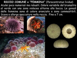 Aculei poco numerosi ma robusti. Colore variabile dal brunastro
al verde con una zona violacea attorno alla bocca. Le gonadi
delle femmine sono di colore aranciato e sono commestibili.
Scava e allarga spaccature nella roccia. Fino a 7 cm.
RICCIO COMUNE o “FEMMINA” (Paracentrotus lividus)
 