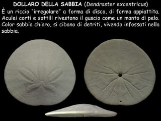 È un riccio “irregolare” a forma di disco, di forma appiattita.
Aculei corti e sottili rivestono il guscio come un manto di pelo.
Color sabbia chiaro, si cibano di detriti, vivendo infossati nella
sabbia.
DOLLARO DELLA SABBIA (Dendraster excentricus)
 