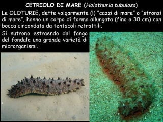 Le OLOTURIE, dette volgarmente (!) “cazzi di mare” o “stronzi
di mare”, hanno un corpo di forma allungata (fino a 30 cm) con
bocca circondata da tentacoli retrattili.
CETRIOLO DI MARE (Holothuria tubulosa)
Si nutrono estraendo dal fango
del fondale una grande varietà di
microrganismi.
 