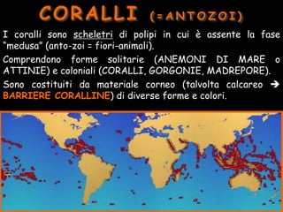 I coralli sono scheletri di polipi in cui è assente la fase
“medusa” (anto-zoi = fiori-animali).
Comprendono forme solitarie (ANEMONI DI MARE o
ATTINIE) e coloniali (CORALLI, GORGONIE, MADREPORE).
Sono costituiti da materiale corneo (talvolta calcareo 
BARRIERE CORALLINE) di diverse forme e colori.
CORALLI ( = A N T O Z O I )
 