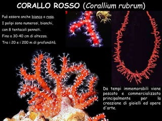 CORALLO ROSSO (Corallium rubrum)
Può essere anche bianco o rosa.
I polipi sono numerosi, bianchi,
con 8 tentacoli pennati.
Fino a 30-40 cm di altezza.
Tra i 20 e i 200 m di profondità.
Da tempi immemorabili viene
pescato e commercializzato
principalmente per la
creazione di gioielli ed opere
d'arte.
 