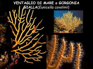 VENTAGLIO DI MARE o GORGONIA
GIALLA(Eunicella cavolinii)
 