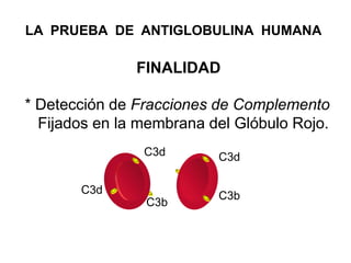 FINALIDAD
* Detección de Fracciones de Complemento
Fijados en la membrana del Glóbulo Rojo.
LA PRUEBA DE ANTIGLOBULINA HUM...