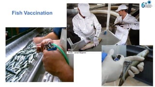 Fish Inject Immunology of aquatic animals | PDF