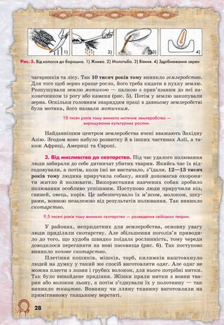 28
чагарників та лісу. Так 10 тисяч років тому виникло землеробство.
Для того щоб зерно краще росло, його треба кидати в пухку землю.
Розпушували землю мотикою — палкою з прив’язаним до неї на-
конечником із рогу або каменя (рис. 5). Потім у землю закопували
зерна. Оскільки головним знаряддям праці в давньому землеробстві
була мотика, його назвали мотичним.
10 тисяч років тому виникло мотичне землеробство —
вирощування культурних рослин.
Найдавнішим центром землеробства вчені вважають Західну
Азію. Згодом воно набуло розвитку й в інших частинах Азії, а та-
кож Африці, Америці та Європі.
3. Від мисливства до скотарства. Під час удалого полювання
люди забирали до себе дитинчат убитих тварин. Якийсь час їх від-
годовували, а потім, коли їжі не вистачало, з’їдали. 12—13 тисяч
років тому людина приручила собаку, який допомагав охороня-
ти житло й полювати. Використання навчених собак зробило
полювання особливо успішним. Поступово люди приручили кіз,
свиней, овець, корів. Це забезпечувало їх м’ясом, молоком, шку-
рами, вовною незалежно від результатів полювання. Так виникло
скотарство.
9,5 тисячі років тому виникло скотарство — розведення свійських тварин.
У районах, непридатних для землеробства, основну увагу
люди приділяли скотарству. Але збільшення поголів’я приводи-
ло до того, що худоба швидко поїдала рослинність, тому череди
доводилося переганяти на нові пасовища (рис. 6). Так поступово
виникло кочове скотарство.
Плетіння кошиків, мішків, торб, килимків наштовхнуло
людей на думку у такий же спосіб виготовляти одяг. Але одяг не
можна плести з лозин і грубих волокон, для нього потрібні нитки.
Так було винайдене прядіння. Жінки пряли нитки з вовни тва-
рин або волокон льону, а потім з’єднували їх у полотнину — так
виникло ткацтво. Вовняну чи лляну тканину виготовляли на
примітивному ткацькому верстаті.
1) 2) 3) 4)
Рис. 5. Від колосся до борошна. 1) Жнива. 2) Молотьба. 3) Віяння. 4) Здрібнювання зерен
 